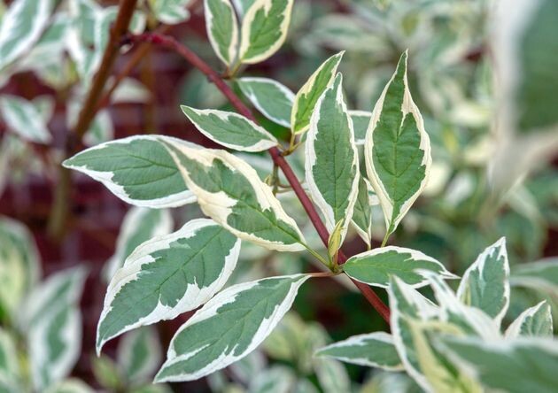 дёрен белый