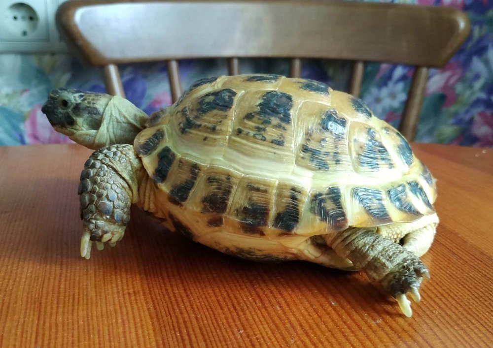 Изменение сайт картинки https://goo.su/ITw3yLm Черепаха