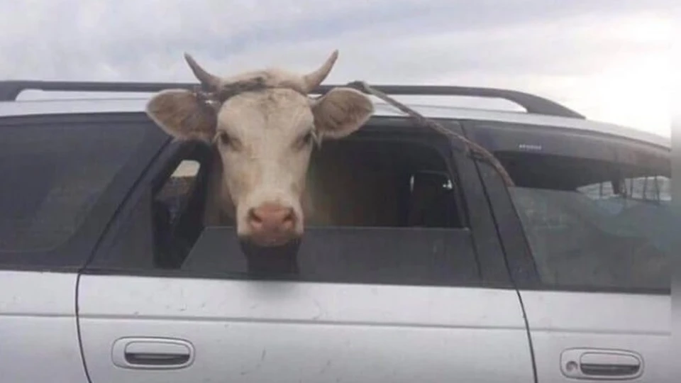 Пассажирка рогатая! Фото "Комсомолки"