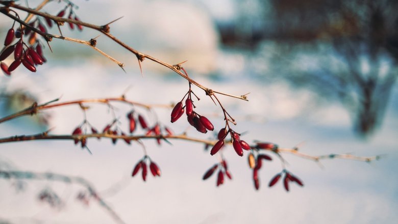 Источник: Unsplash / CC0