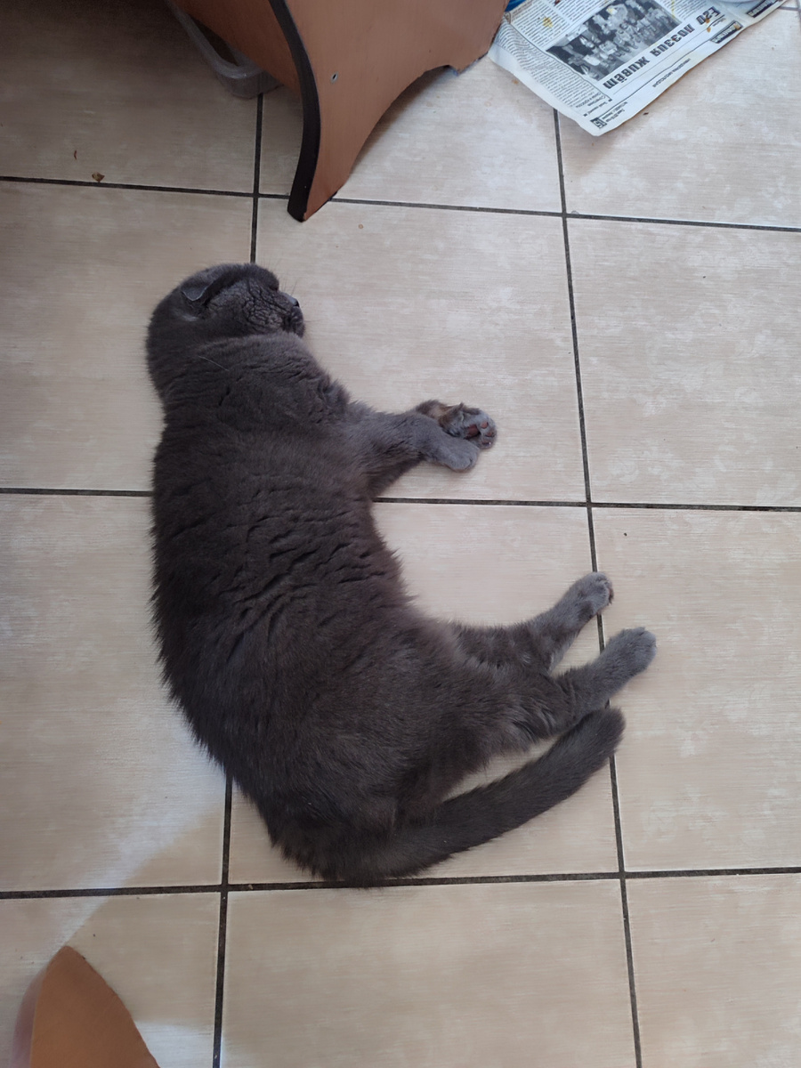 На кухне включили пол. Кошки греются, как на печке.