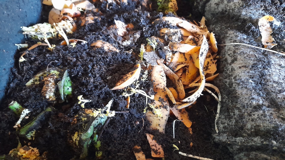 Биогумус своими руками: богатый урожай круглый год! Домашний компостер превращает очистки в богатство для сада! Фото автора