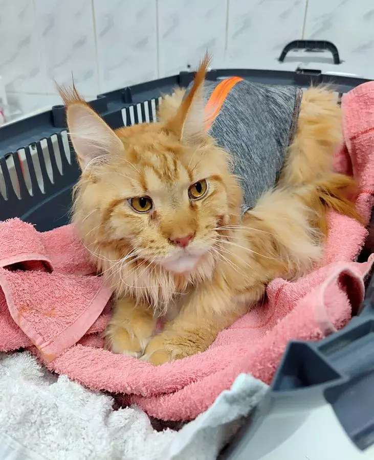    Мосветобъединение