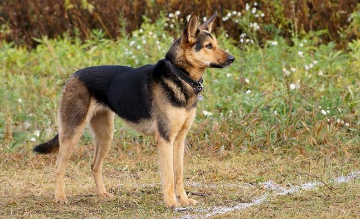 Передержка собак и кошек. Фото: smart-dogs.ru