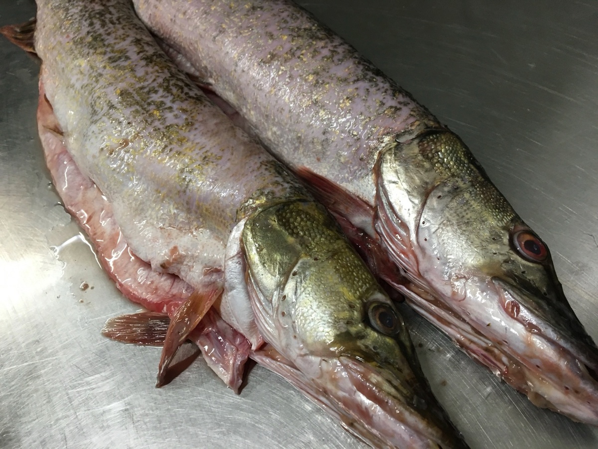 Прекрасные щучки Видите, как много влаги?