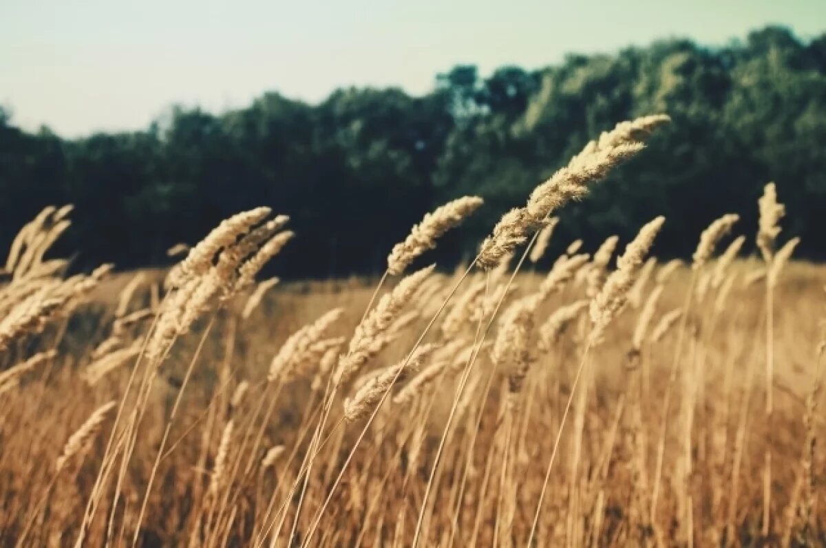    Погода и вредители лишили Воронежскую область 25% посева озимых