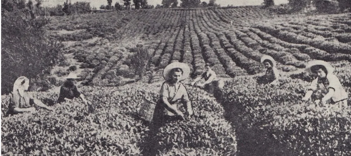 Сбор чайныхлистьев. 