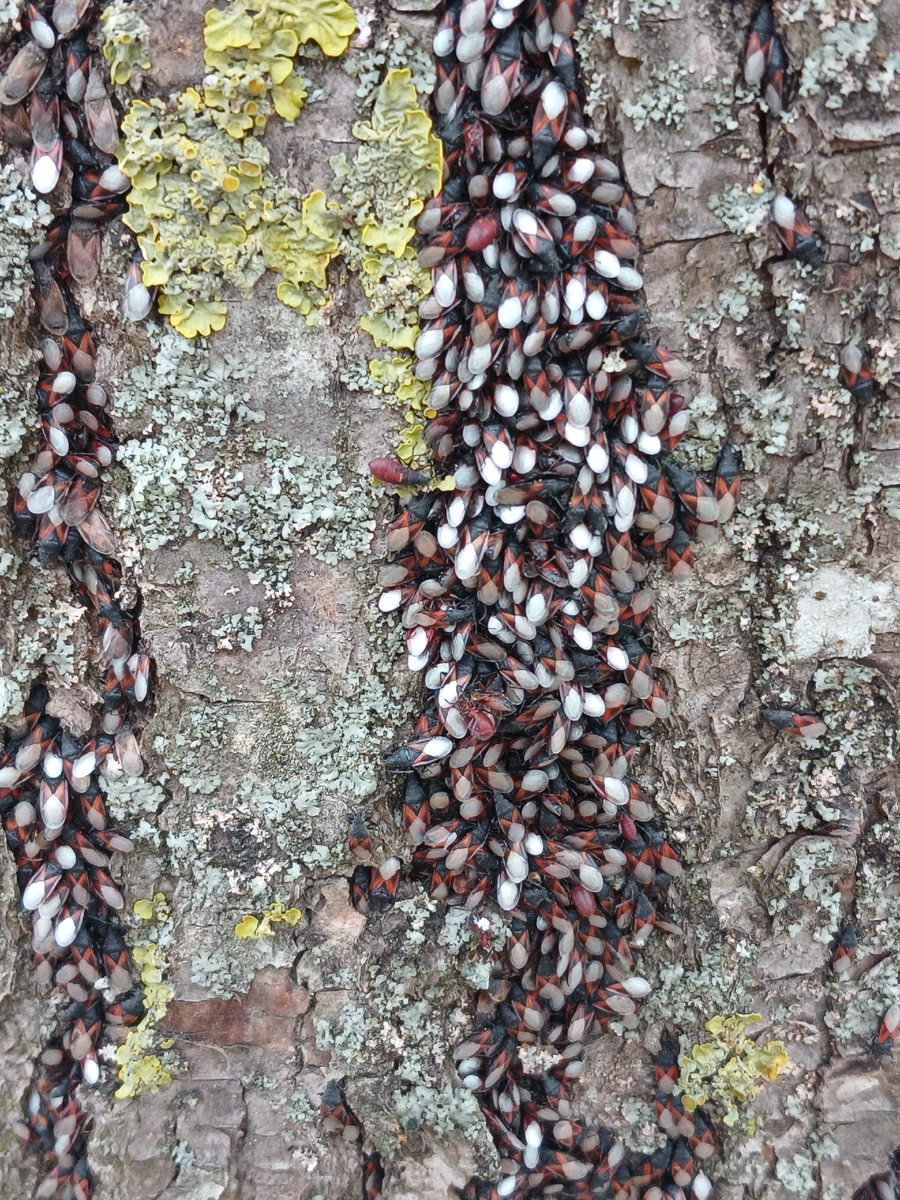 Лишайник и кто-то ещё?