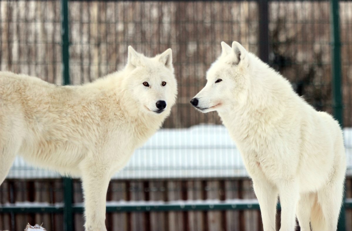    Пара полярных волков в зоопарке сложилась через три года после знакомства Норда и Астры