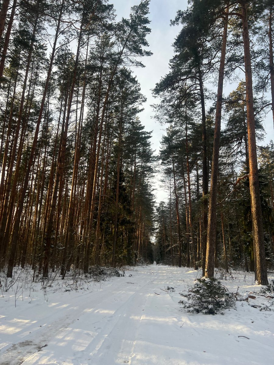 Лесная погодка