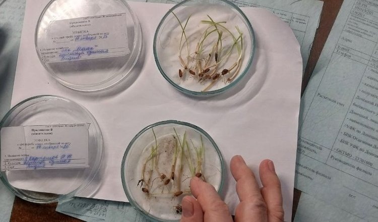    Жизнеспособность озимых в ДНР эксперты проверяют в чашках Петри