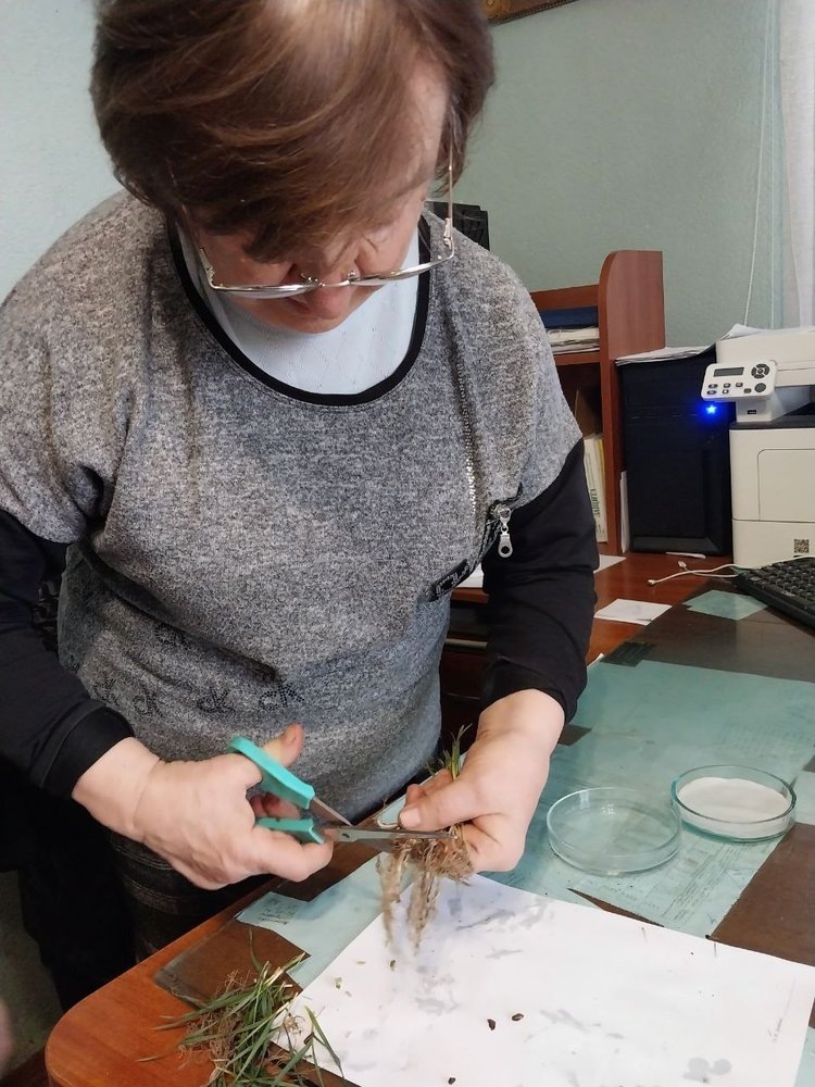     Жизнеспособность озимых в ДНР эксперты проверяют в чашках Петри
