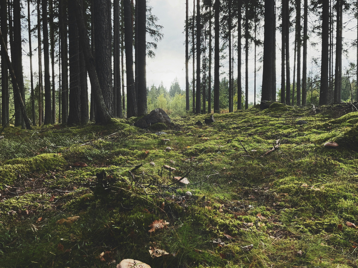 Карельский лес