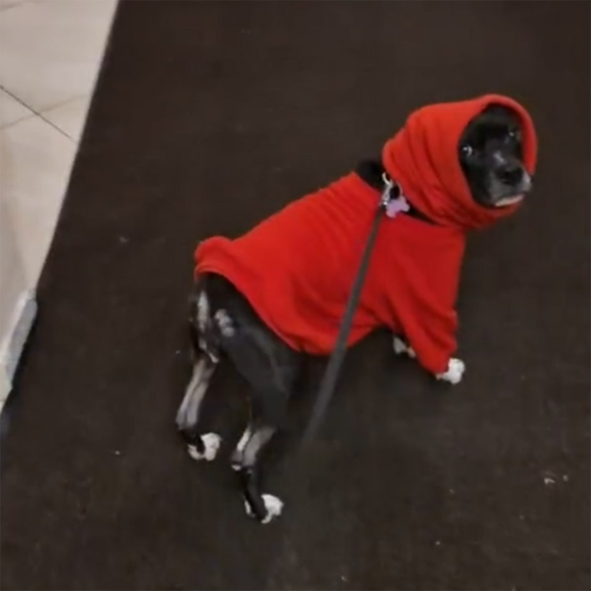 Собака Сабины Пантус Арина. Фото: соцсети Сабины Пантус