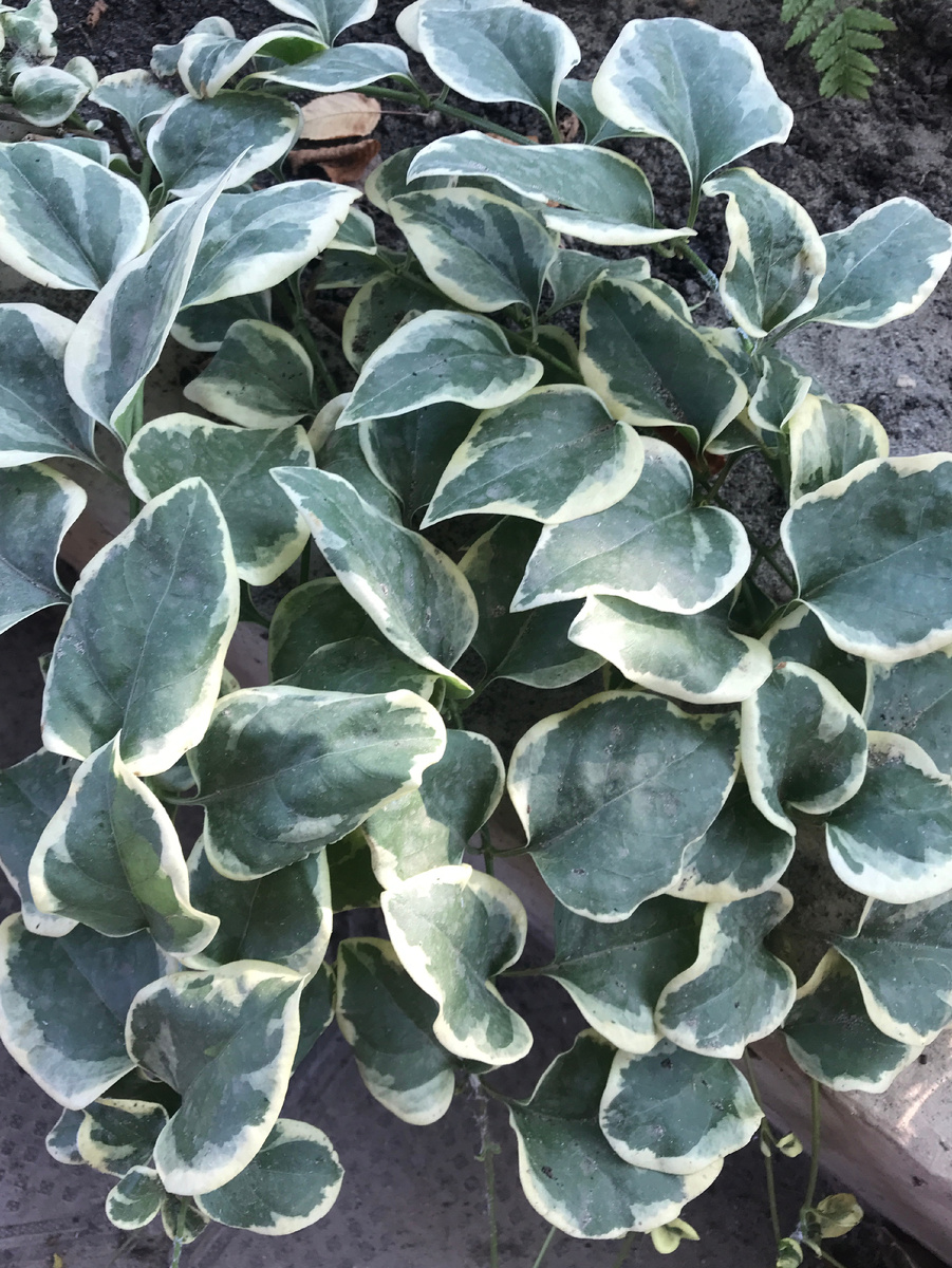 ФОТО 1. Барвинок большой «Вариегата» (Vinca major «Variegata»).