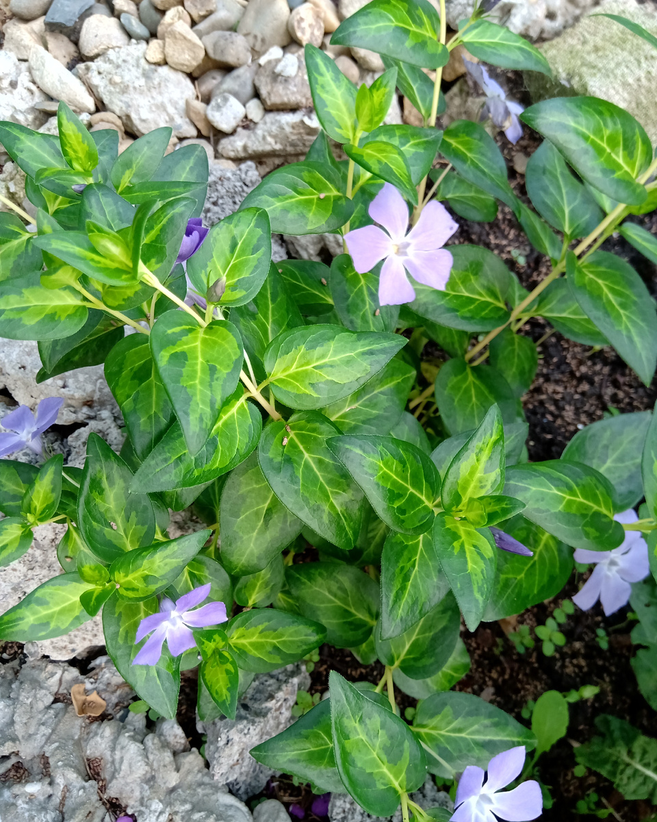 ФОТО 2. Барвинок большой «Макулата» (Vinca major «Maculata»).