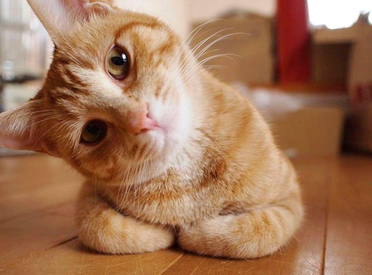 Источник: Яндекс.