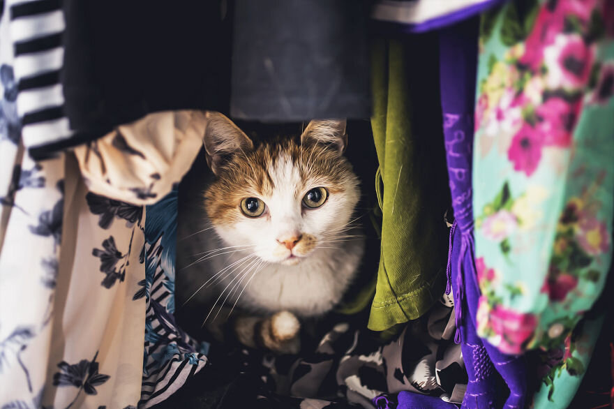 Кошка в шкафу. Источник: Яндекс.