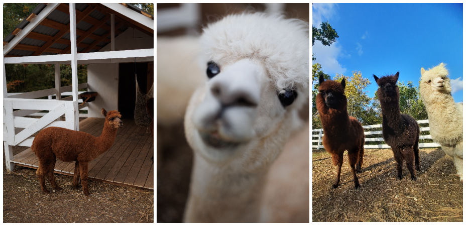 Ферма Альпак в Севастополе 