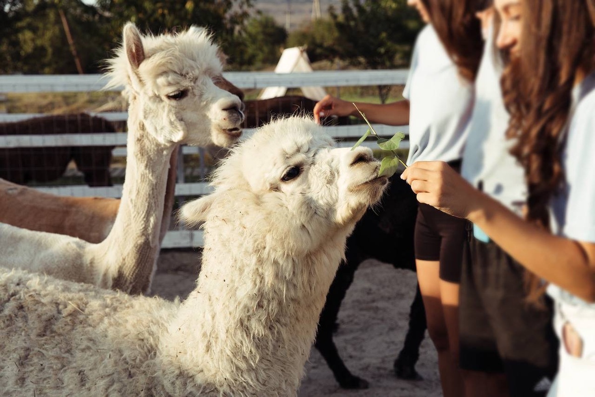 Ферма Альпак
