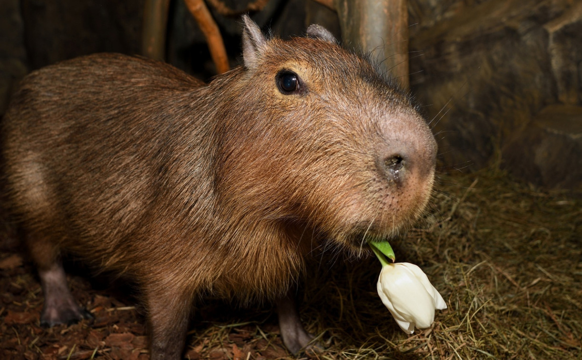    Капибара Валентин приглашает туляков в экзотариум на День влюблённых