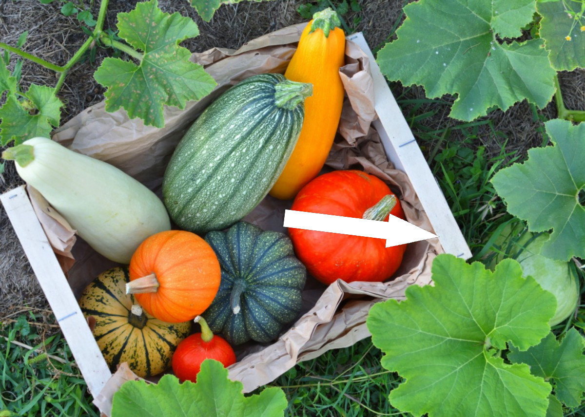    Камбачки: как мем изменил нашу жизнь и стал символом эпохи