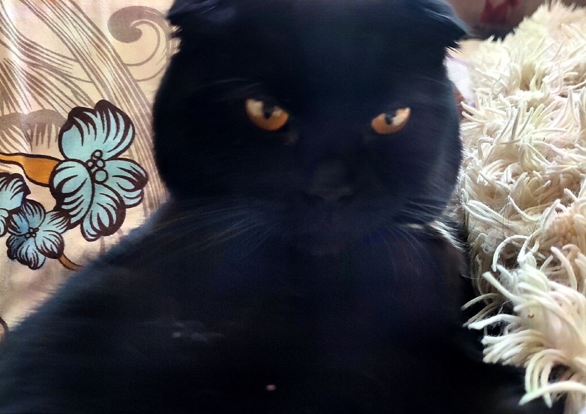 Тимонтий собственной персоной