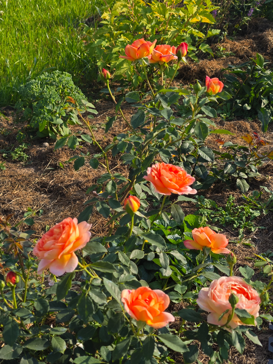 Английская роза Леди оф Шалотт, нарос отличный куст, радовал цветением