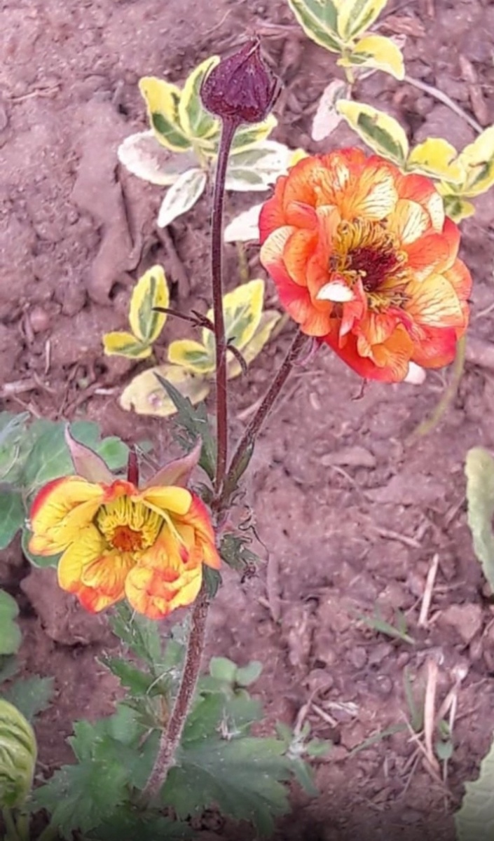 Сорт Алабама Сламмер