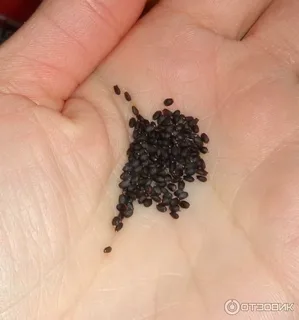 Семена моего фиолетового базилика, внешний вид