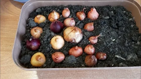 Лук сразу после посадки