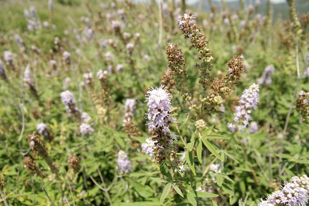 Витекс священный (Vitex agnus-castus). Снято в Утрише