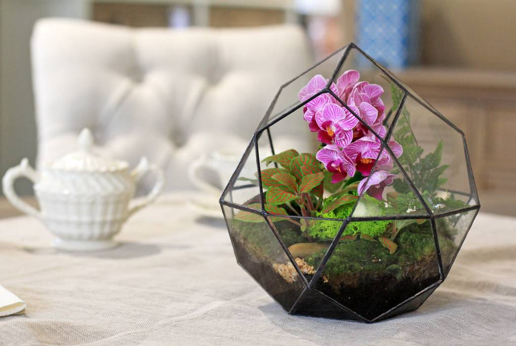 Прекрасная орхидея