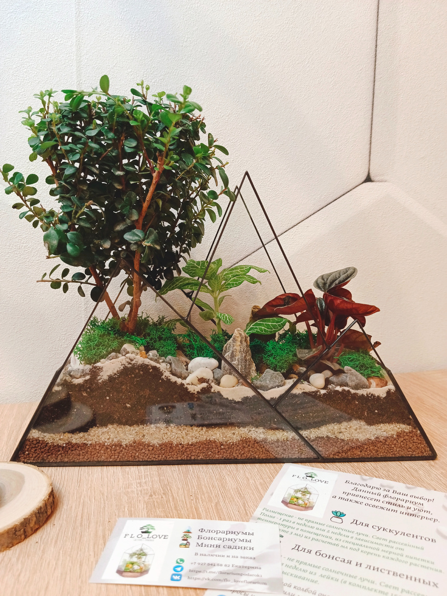 Декоративно - лиственные растение - мирсина, фиттония, пеперомия