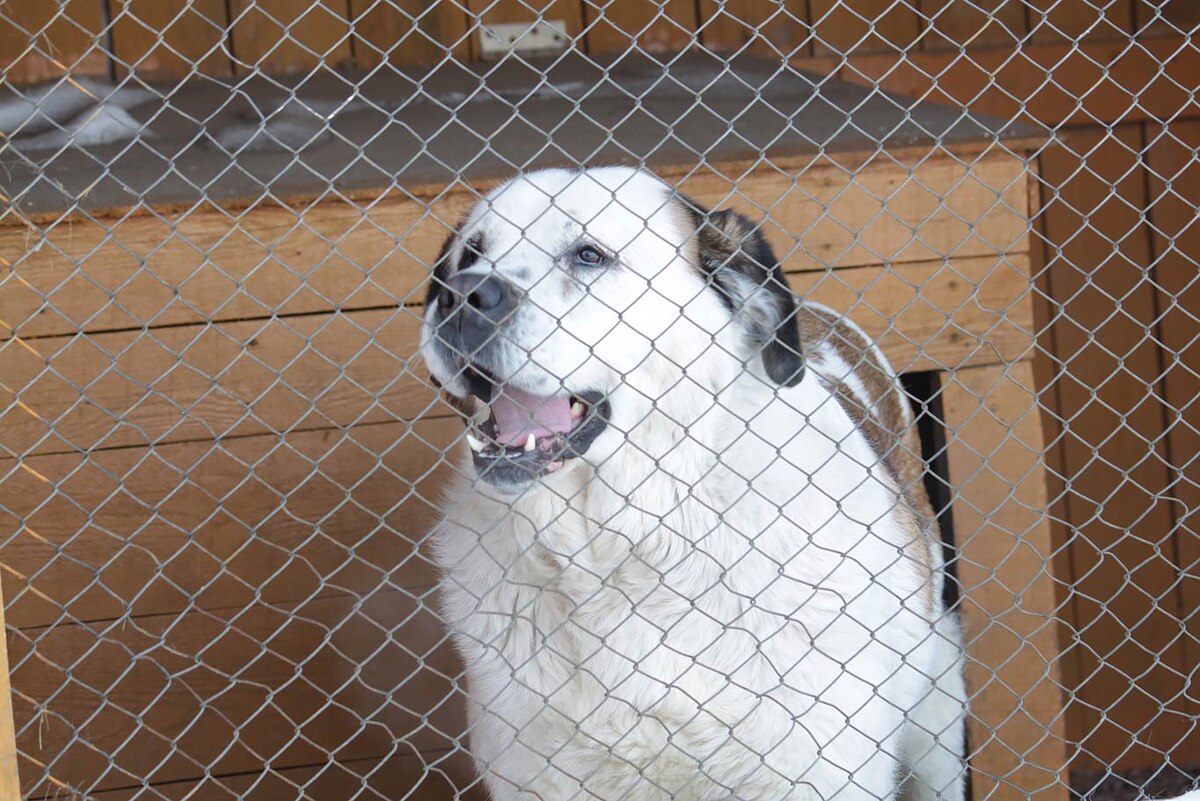 Ева. Фото из группы в ВК «4 лапы и хвост».