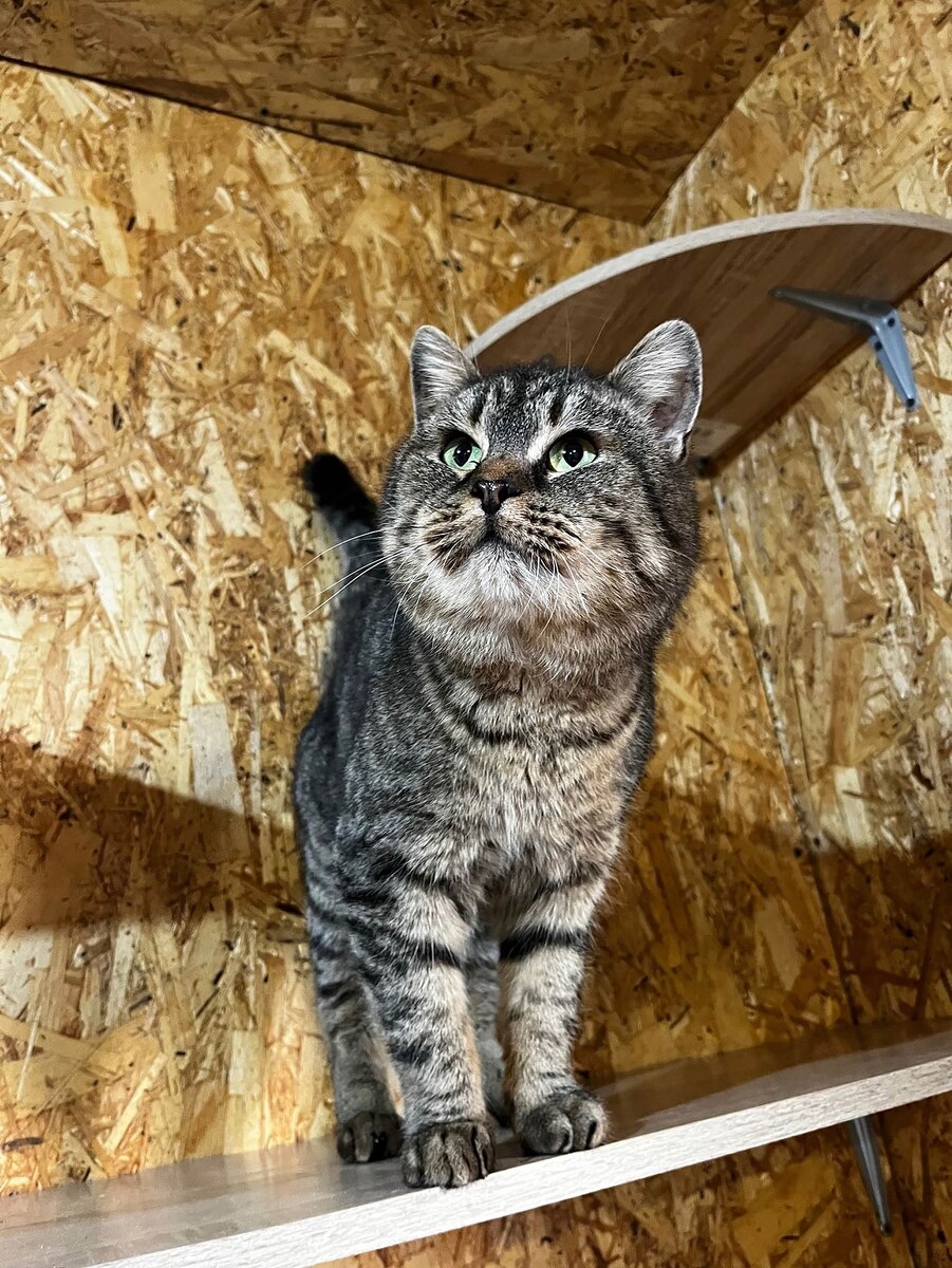 Миша. Фото из группы в ВК «4 лапы и хвост».