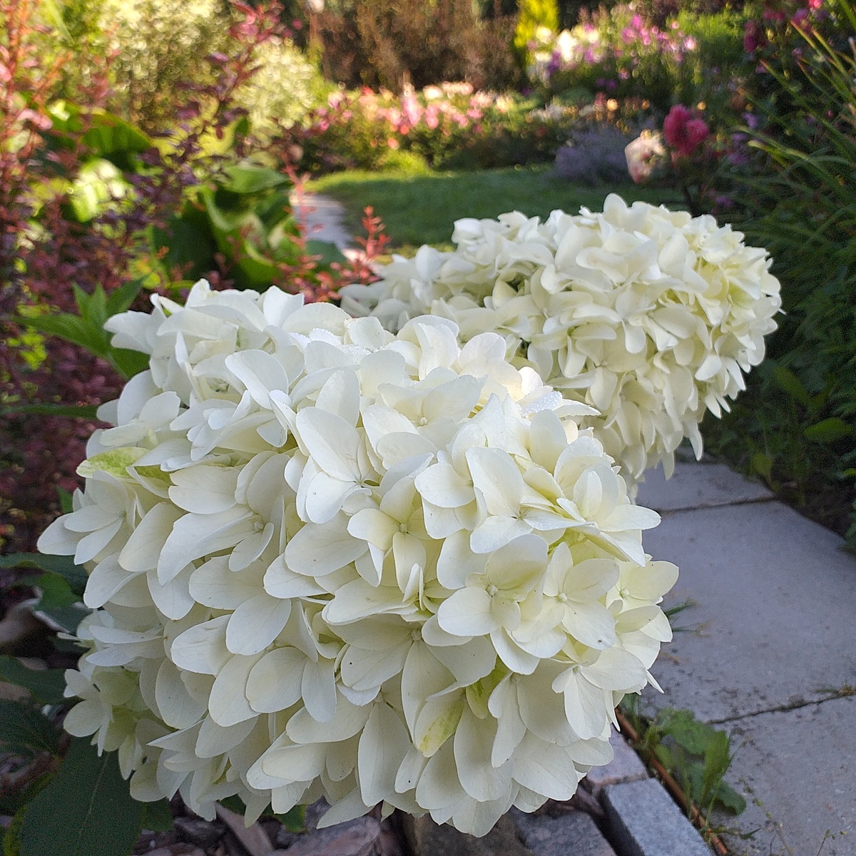 метельчатая гортензия Скайфолл, фото автора