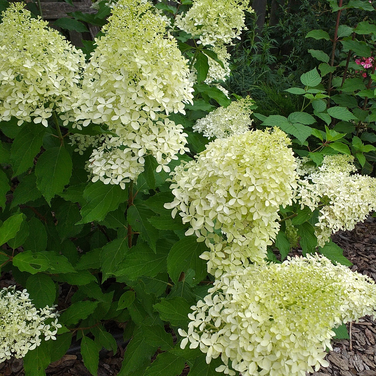 метельчатая гортензия Меджикал Лайм Спаркл, фото автора