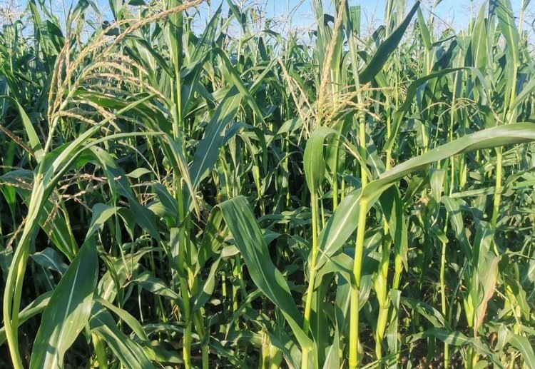    Родительские линии и внесение их в ФГИС Семеноводство: комментарий Национального семенного альянса