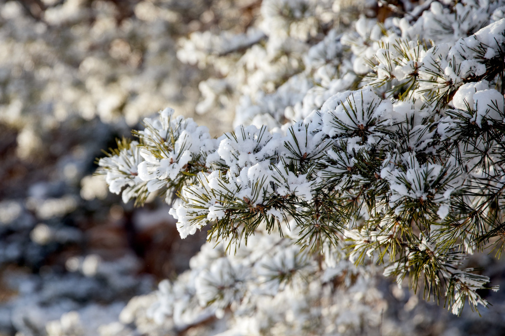    Крепкий мороз нагрянет на север и восток Югры – почти до 40 градусов