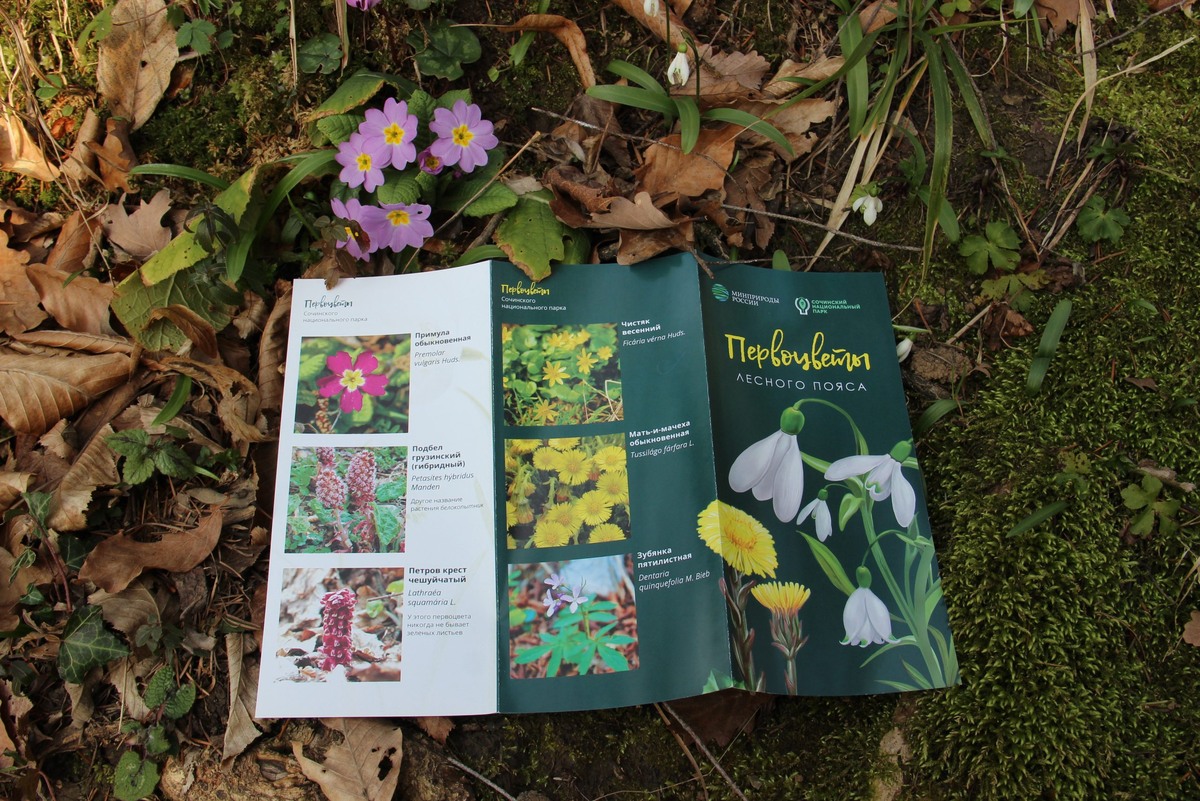    Фото: пресс-служба Сочинского национального парка