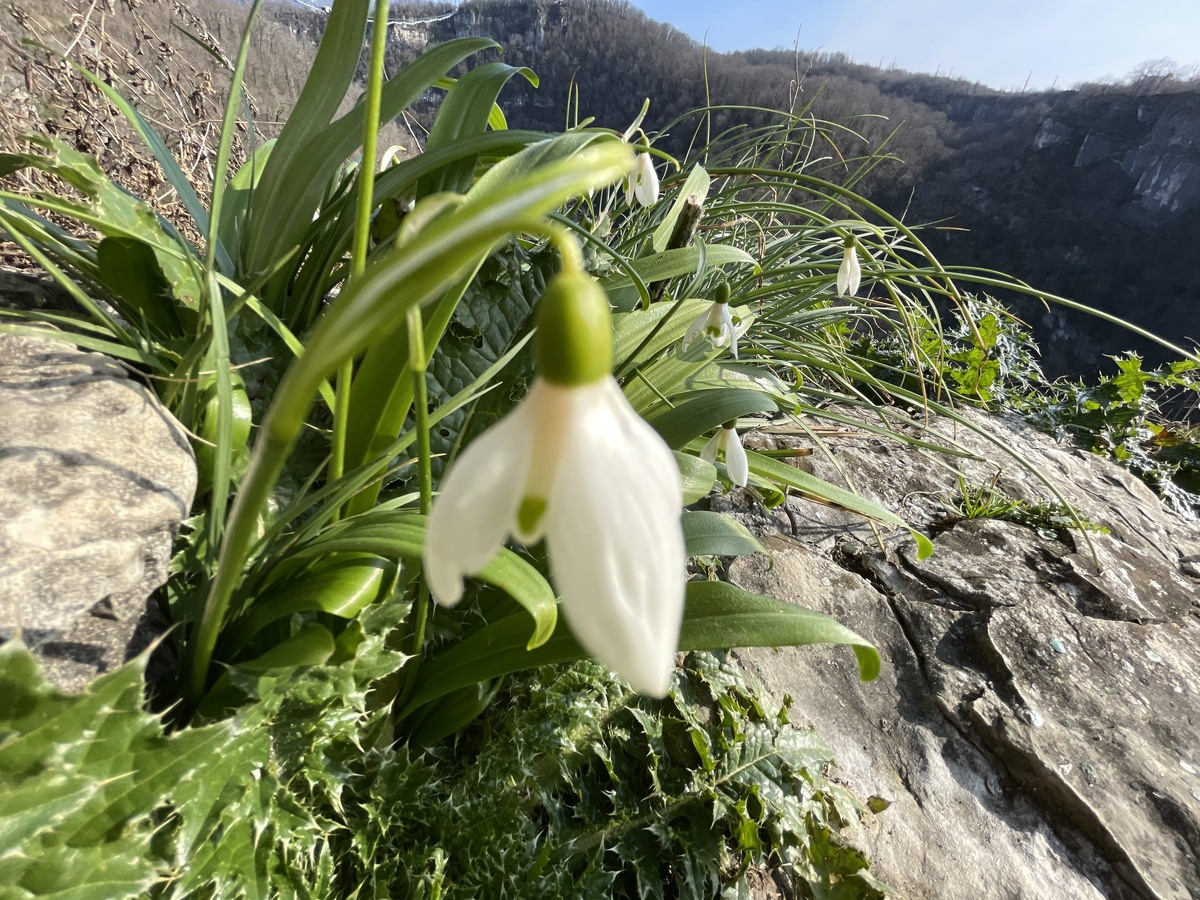    Фото: пресс-служба Сочинского национального парка