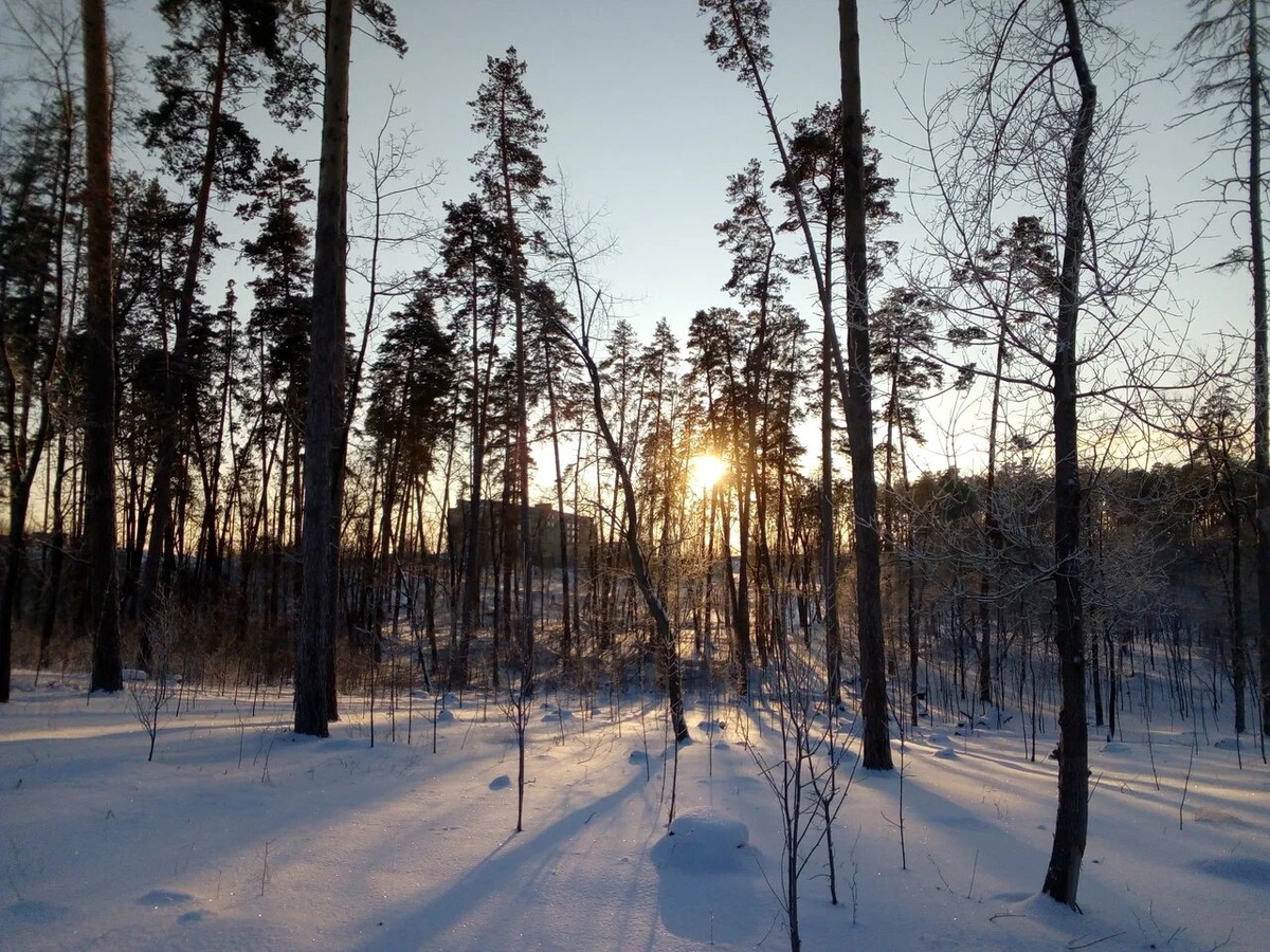 «Лесное» находится в красивом сосновом бору. Гулять там приятно и летом, и зимой. Фото: «Лесное»/ Яндекс Путешествия