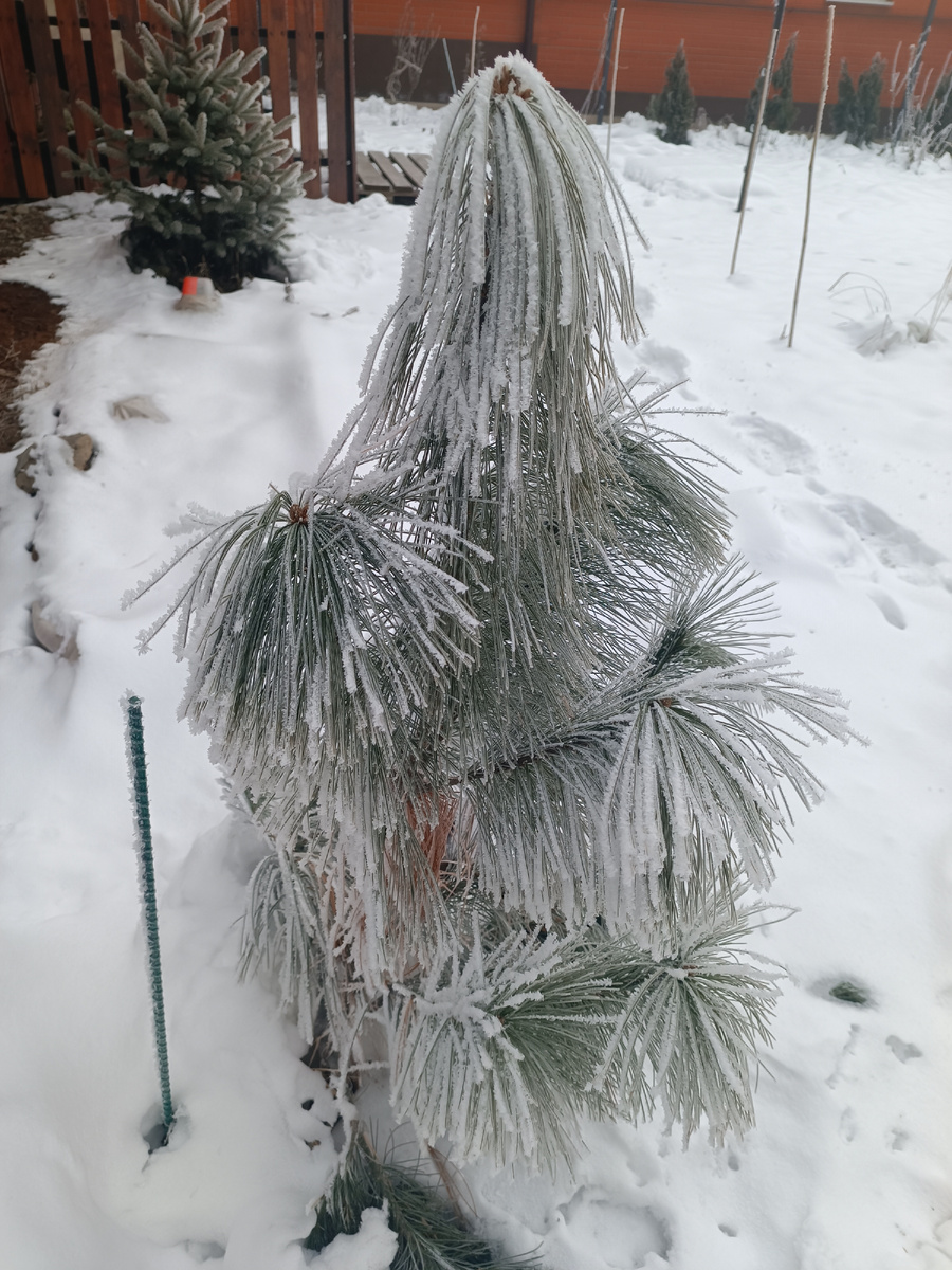 А вам для настроения моя сосна-невеста в зимнем наряде
