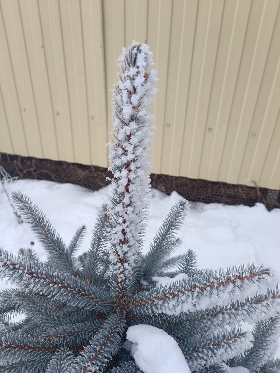 И тогда каждая ёлочка каждой иголочкой радовает нас😍