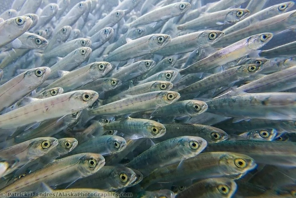 разведение мальков форели