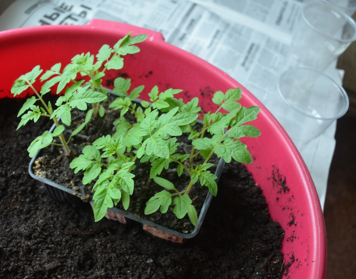 Замешивать грунт так же обыденно, как замешивать тесто
