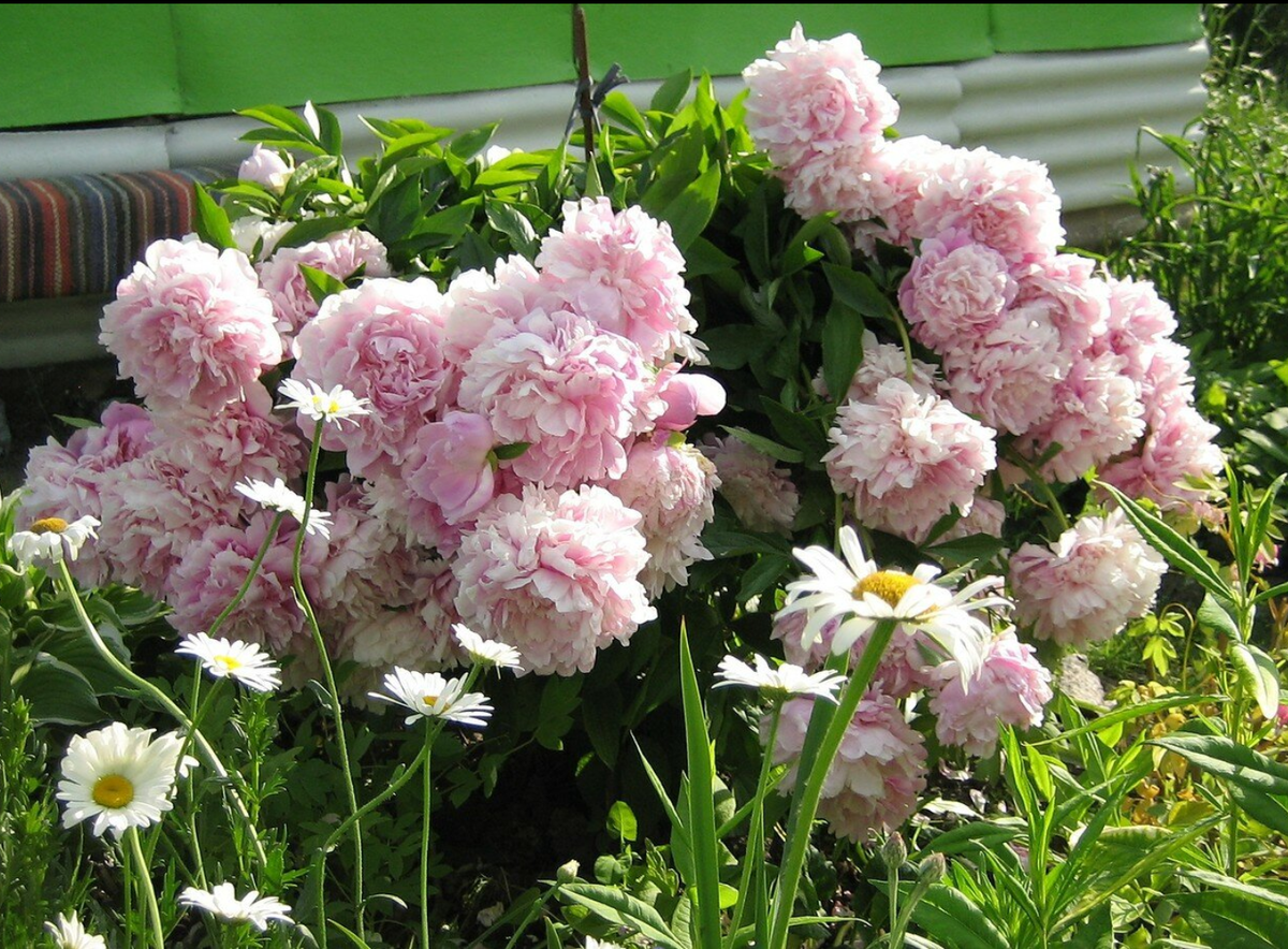 Ещё старый сад, но уже мои посадки