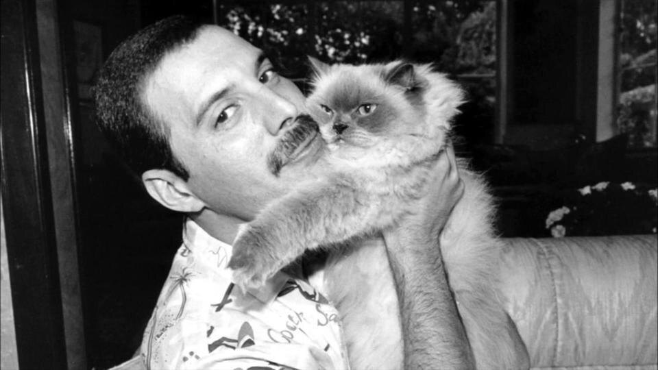 Источник: Яндекс.