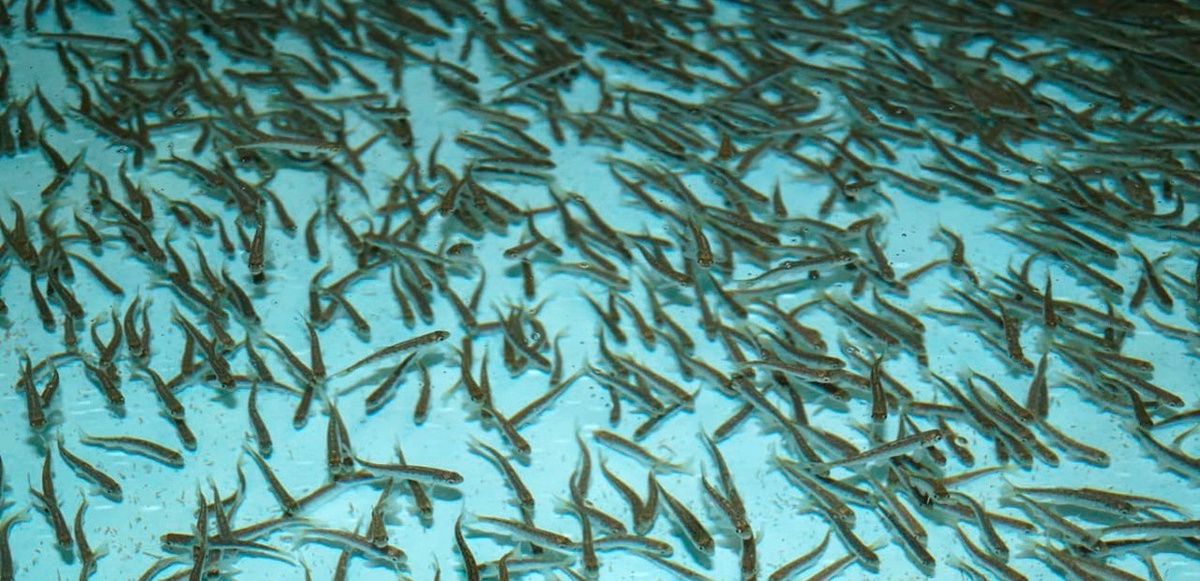 купить малька форели